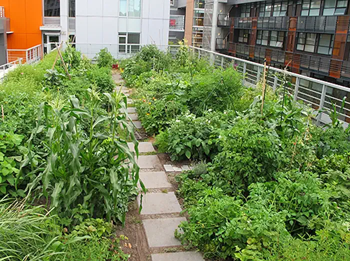 Flat Roof Garden